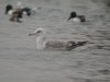 Caspian Gull at Paglesham Lagoon (Steve Arlow) (41697 bytes)